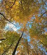 Ambient and atmospheric